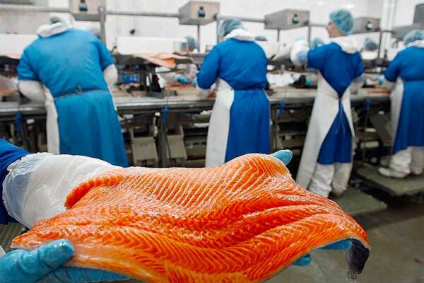 Пакувальниця рибної продукції SEKO, Гданськ – вакансія для жінок