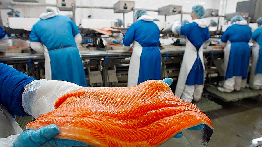 Пакувальниця рибної продукції SEKO, Гданськ – вакансія для жінок